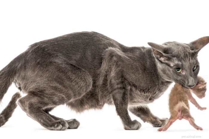 10 причин агрессии у кошек и как помочь