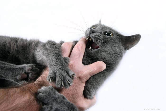 10 oorzaken van agressie bij katten en hoe te helpen