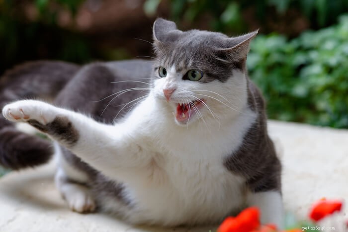 10 cause di aggressività nei gatti e come aiutarli