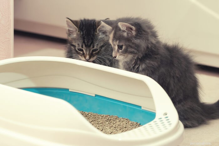 Hoe een kitten in 3 eenvoudige stappen kattenbakvulling te geven?