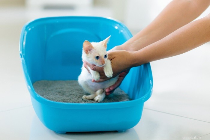 Comment dresser un chaton à la litière en 3 étapes simples ?