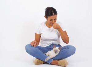 4 běžné příčiny nadýmání u koček 
