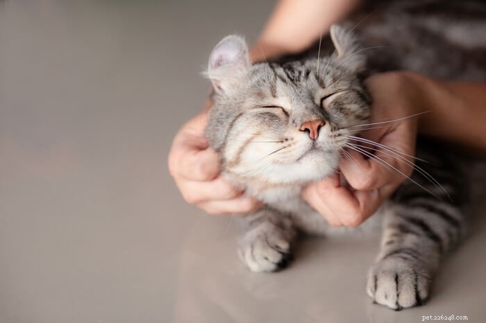 Comment caresser un chat – 3 choses à faire et à ne pas faire