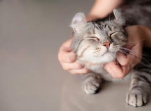 Jak pohladit kočku – 3 základní co dělat a co ne