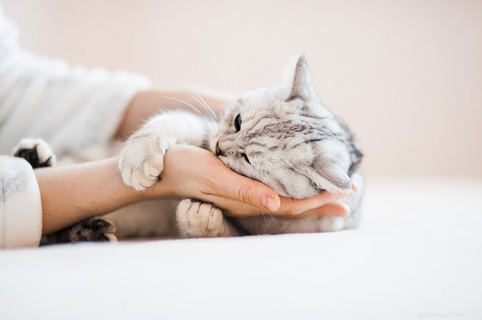 Hur man klappar en katt – de tre grundläggande vad som bör göras och inte göras
