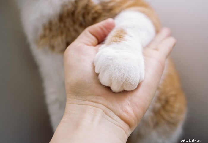 猫を撫でる方法–3つの基本的なすべきこととすべきでないこと 