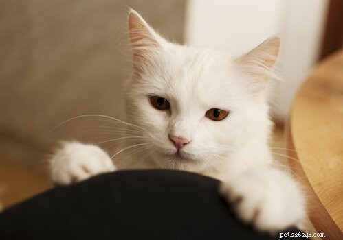 Por que os gatos amassam seus donos?