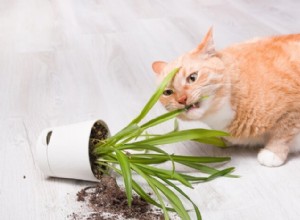 Pica chez le chat :causes, symptômes et traitement