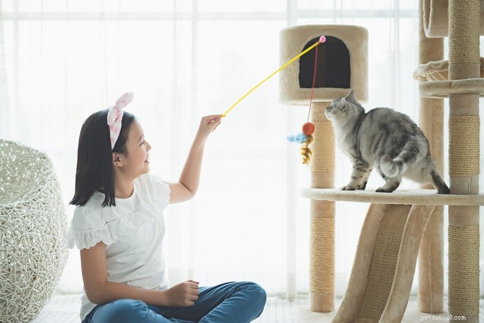 Hur man leker säkert med en katt, enligt en kattbeteendeman