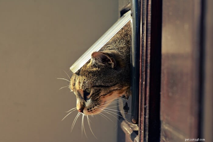 애완 동물 문을 사용하도록 고양이를 훈련시키는 방법
