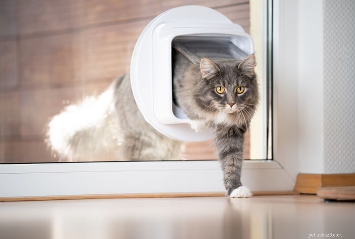 애완 동물 문을 사용하도록 고양이를 훈련시키는 방법
