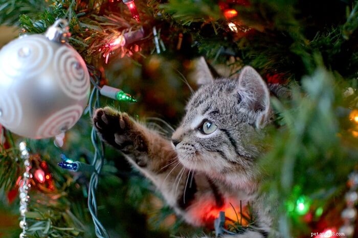 あなたの猫をあなたのクリスマスツリーから遠ざける方法 