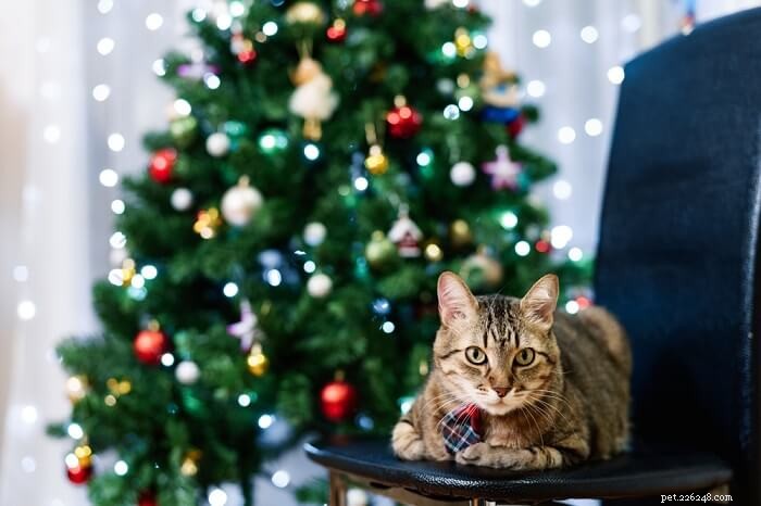 Como manter seu gato longe de sua árvore de Natal