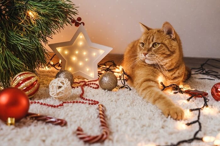크리스마스 트리에서 고양이를 보호하는 방법