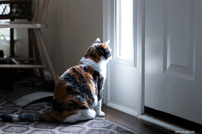 Il dolore del gatto:come aiutare un gatto in lutto