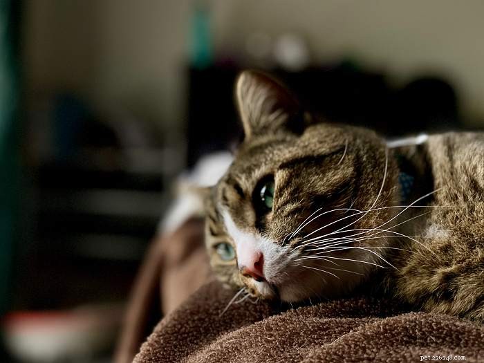 Kattenverdriet:hoe een rouwende kat te helpen