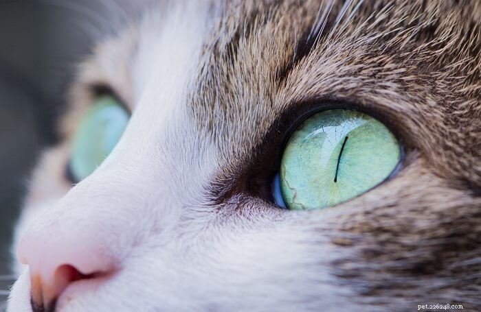 고양이가 눈을 깜박이는 이유는 무엇입니까?