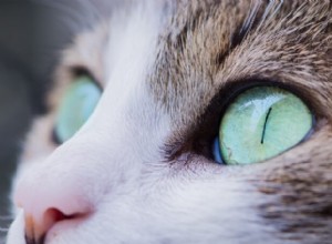 Proč kočky mrkají?