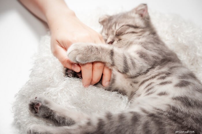 6 незаметных признаков того, что ваша кошка вас любит