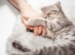 6 jemných znamení, že vás vaše kočka miluje