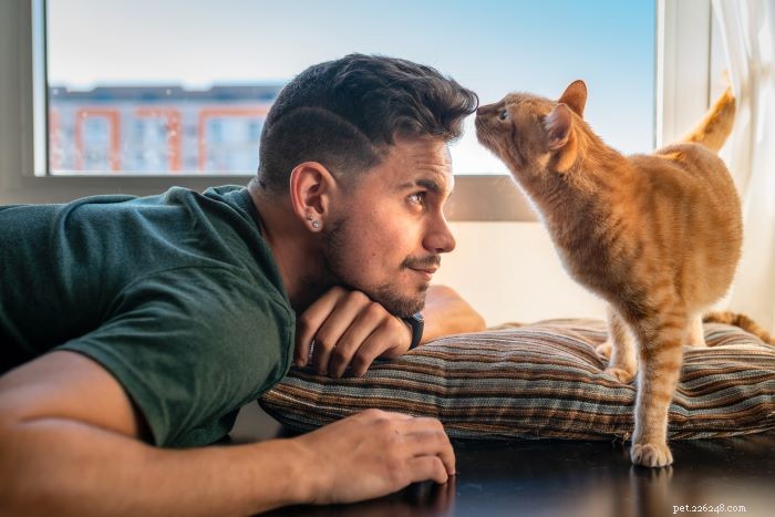 6 sinais sutis de que seu gato ama você