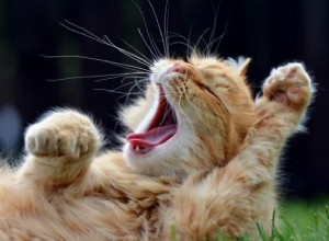 Co je kočičí klábosení a proč to kočky dělají
