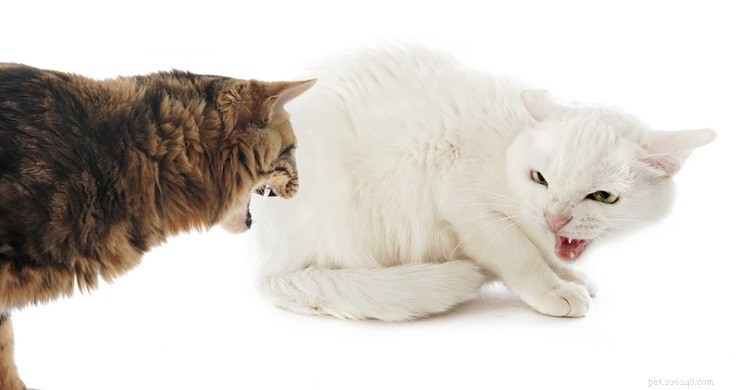 Vad är kattprat och varför gör katter det