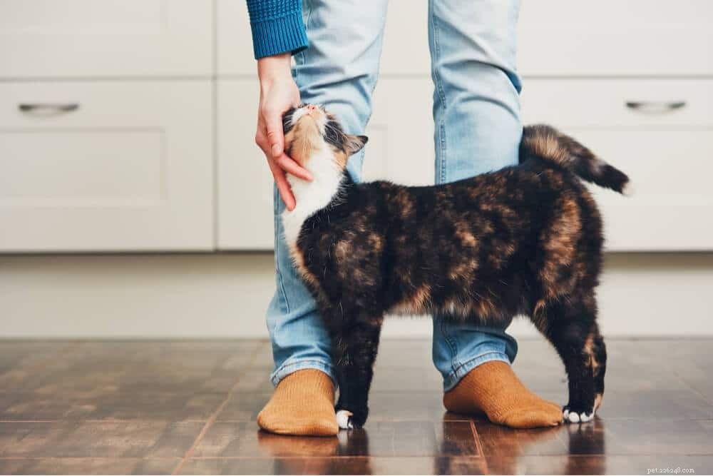 Как заставить кошку полюбить вас за 3 простых шага