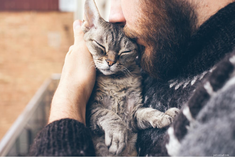 Hur man får en katt att älska dig i tre enkla steg