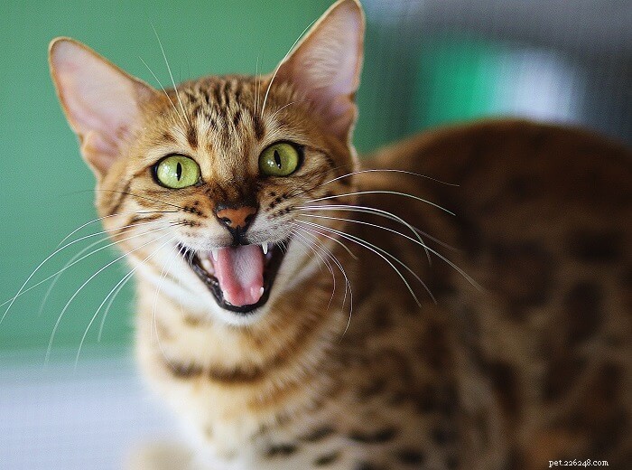 Vocalizações de gatos e o que elas significam