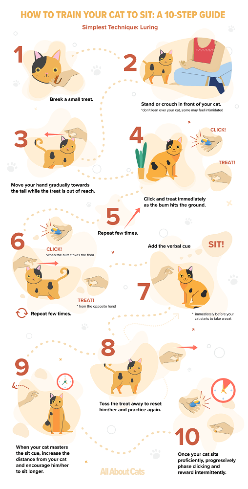 Hoe u uw kat kunt leren zitten:een gids in 10 stappen
