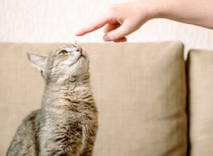 Jak naučit kočku sedět:Průvodce v 10 krocích