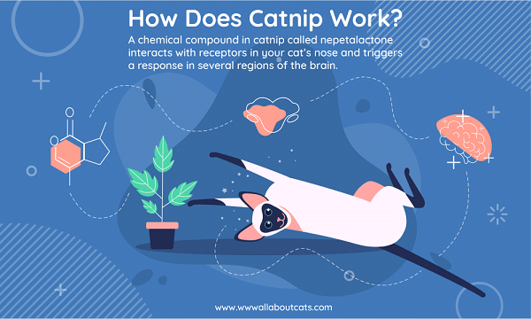 Catnipは猫に何をするのか、なぜ猫はそれが好きなのか？