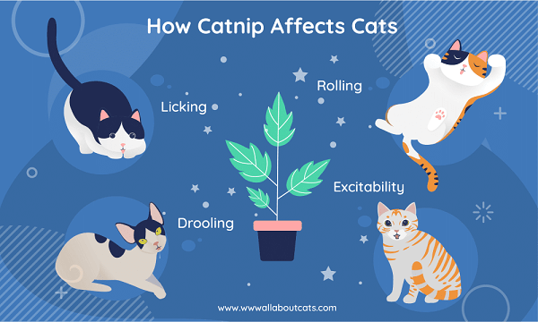 Vad gör kattmynta med katter och varför katter gillar det?