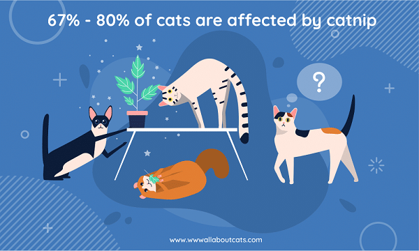Что кошачья мята делает с кошками и почему она нравится кошкам?