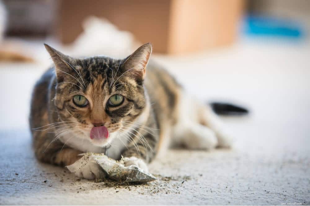 O que o Catnip faz com os gatos e por que os gatos gostam?