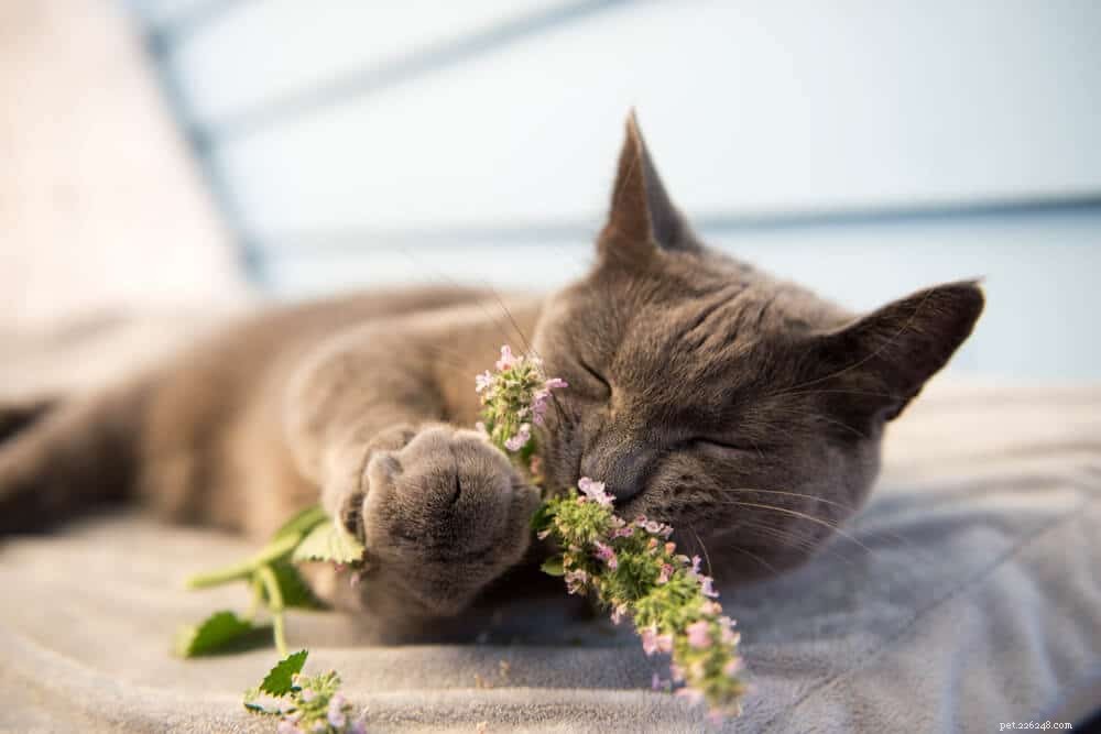 Cosa fa l erba gatta ai gatti e perché piace ai gatti?