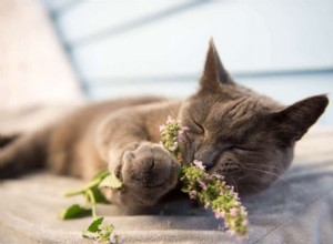 Qu est-ce que l herbe à chat fait aux chats et pourquoi les chats l aiment ?