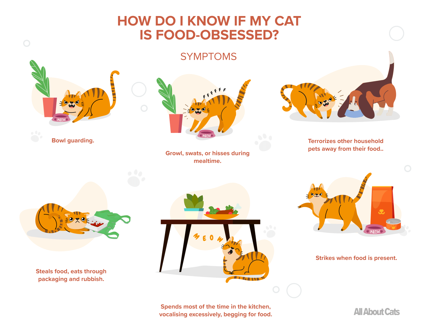 고양이의 음식 공격성:알아야 할 사항은 무엇입니까?