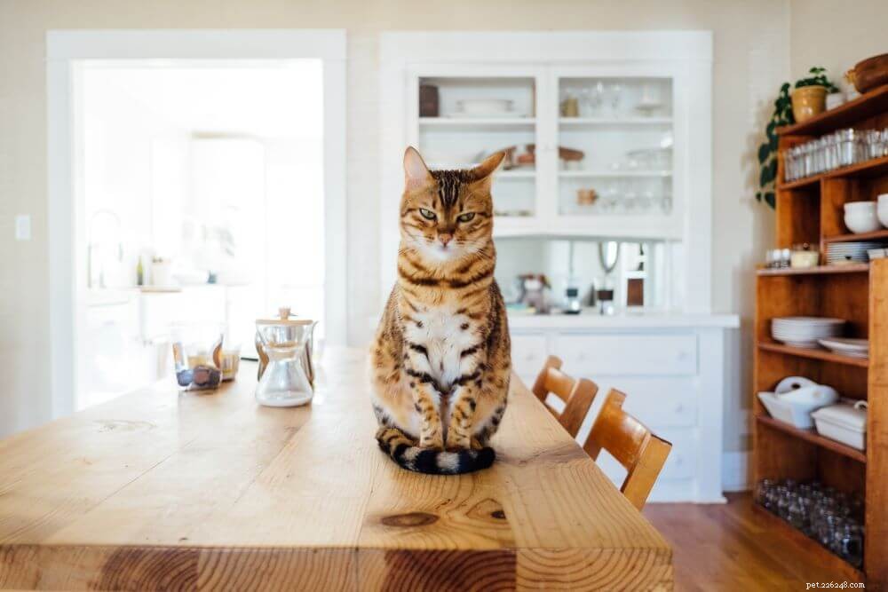 猫の食物攻撃性：あなたが知る必要があることは？ 