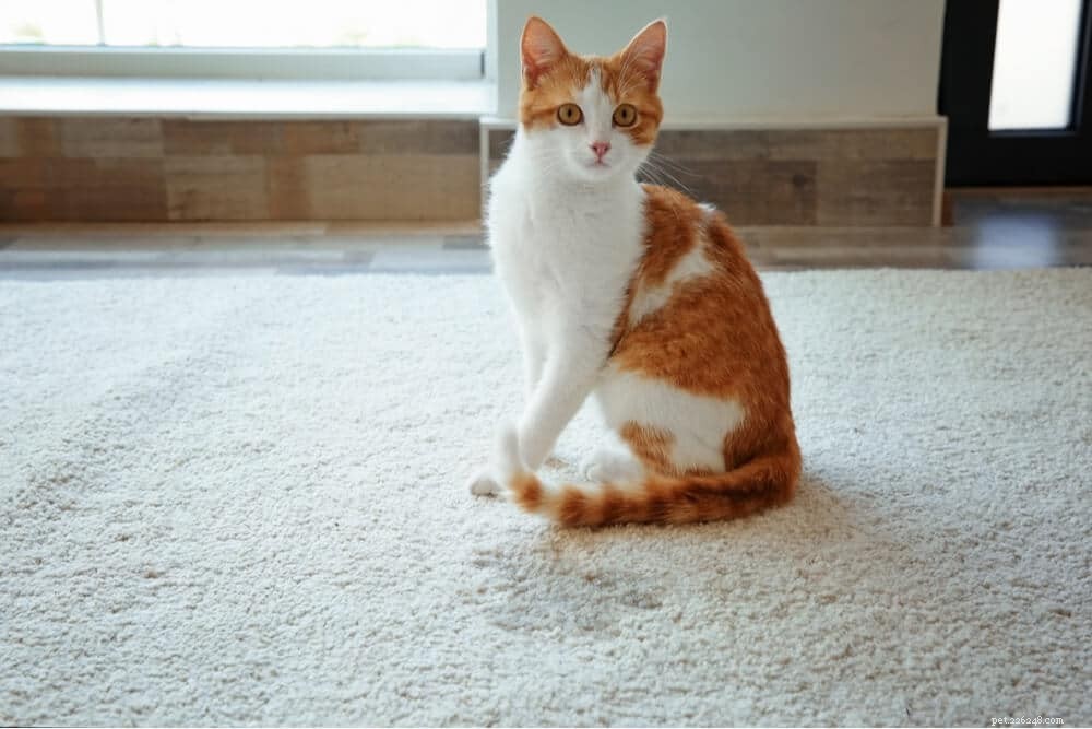 6 raisons courantes pour lesquelles les chats font pipi en dehors de la litière