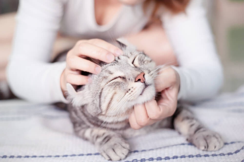 6 motivi comuni per cui i gatti fanno pipì fuori dalla lettiera