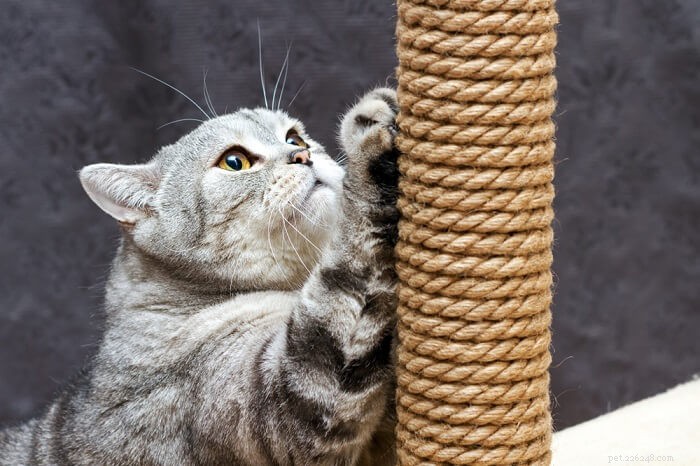 Stress hos katter:orsaker, symtom och behandling