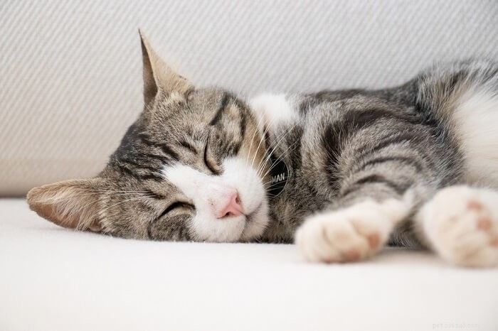 Stress bij katten:oorzaken, symptomen en behandeling