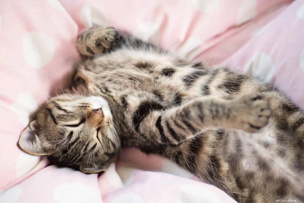 10 tips om uw kat te trainen om de hele nacht te slapen
