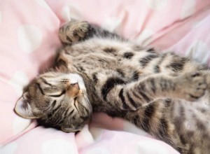 10 tipů, jak naučit kočku spát celou noc