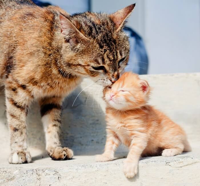 Waarom verzorgen katten elkaar? Redenen waarom katten sociaal verzorgen