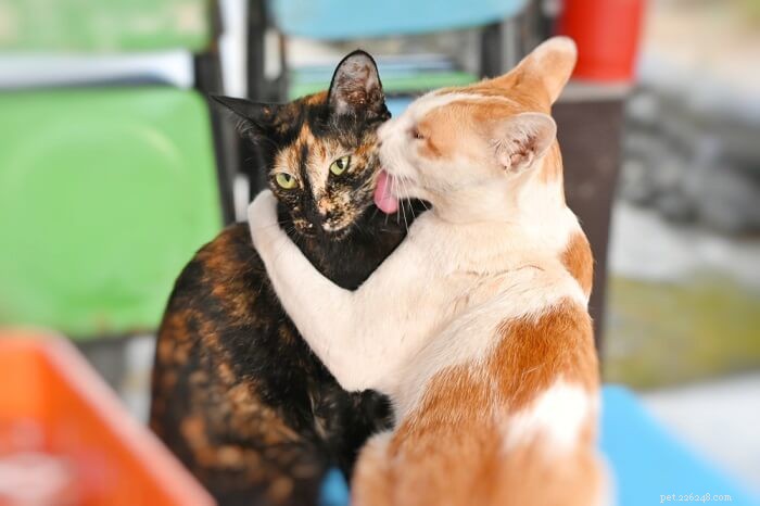 Waarom verzorgen katten elkaar? Redenen waarom katten sociaal verzorgen