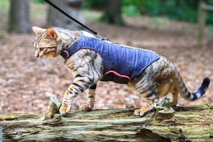 Como treinar um gato a andar na coleira