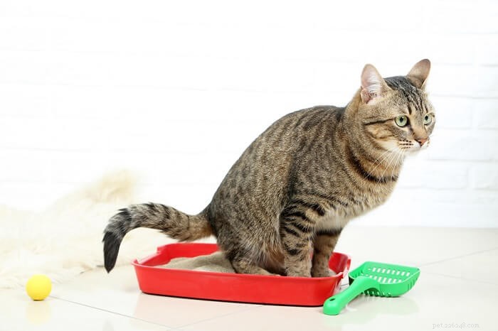 고양이가 똥을 가리지 않는 이유는 무엇입니까? 상위 6가지 원인 설명 